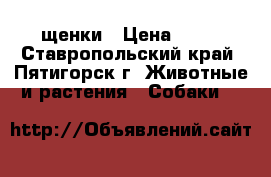 щенки › Цена ­ 10 - Ставропольский край, Пятигорск г. Животные и растения » Собаки   